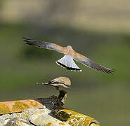 Lesser Kestrel