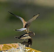 Lesser Kestrel