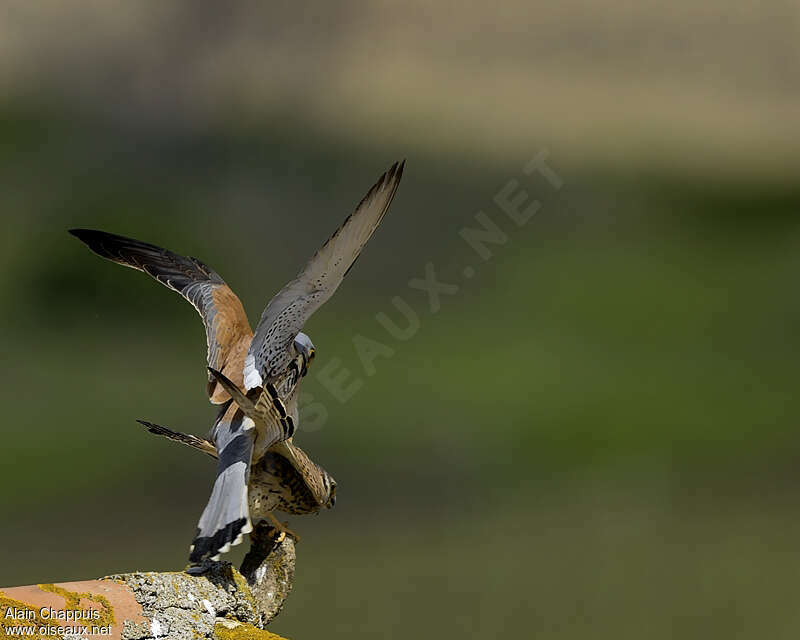 Lesser Kestreladult, mating., Reproduction-nesting, Behaviour