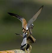 Lesser Kestrel