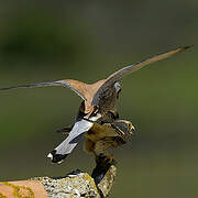 Lesser Kestrel