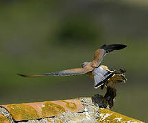 Lesser Kestrel