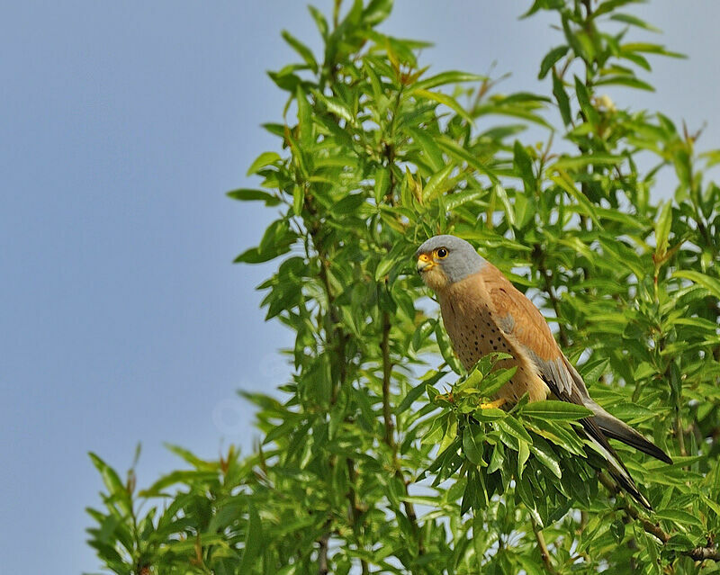 Lesser Kestrel