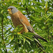 Lesser Kestrel