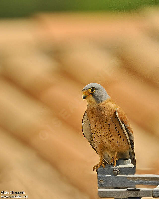 Lesser Kestrel male adult, Behaviour