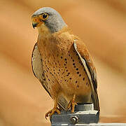 Lesser Kestrel