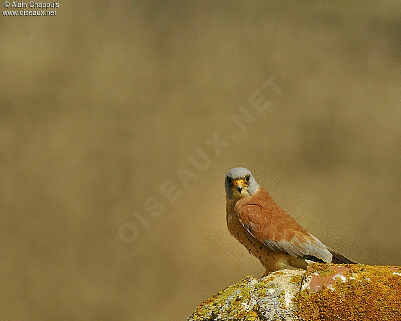 Lesser Kestrel male adult breeding, identification, Behaviour