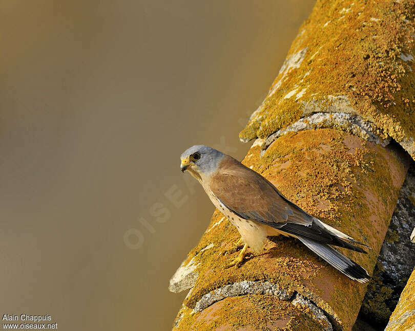 Lesser Kestrel male adult breeding, identification, Reproduction-nesting, Behaviour