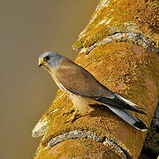 Lesser Kestrel