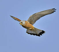 Lesser Kestrel