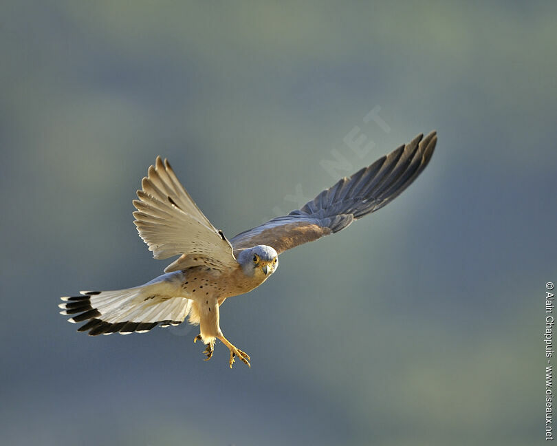 Lesser Kestrel male adult breeding, identification, Flight, Behaviour