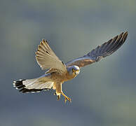 Lesser Kestrel