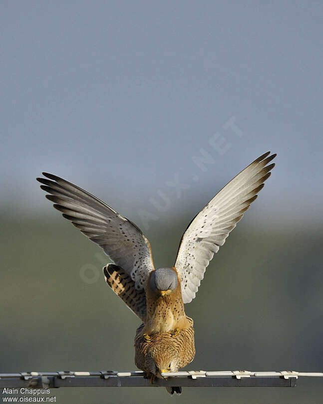 Lesser Kestreladult breeding, mating., Behaviour