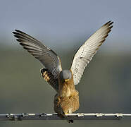 Lesser Kestrel