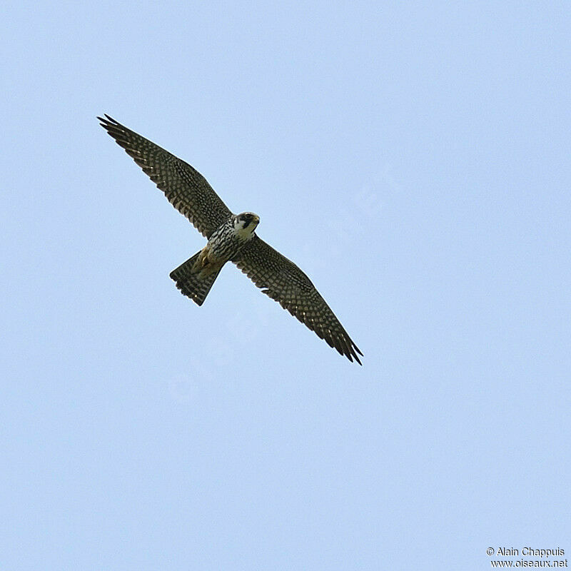 Faucon hobereau mâle adulte nuptial, Vol