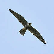 Eurasian Hobby