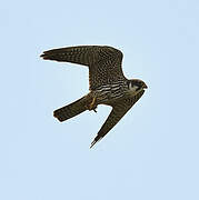 Eurasian Hobby