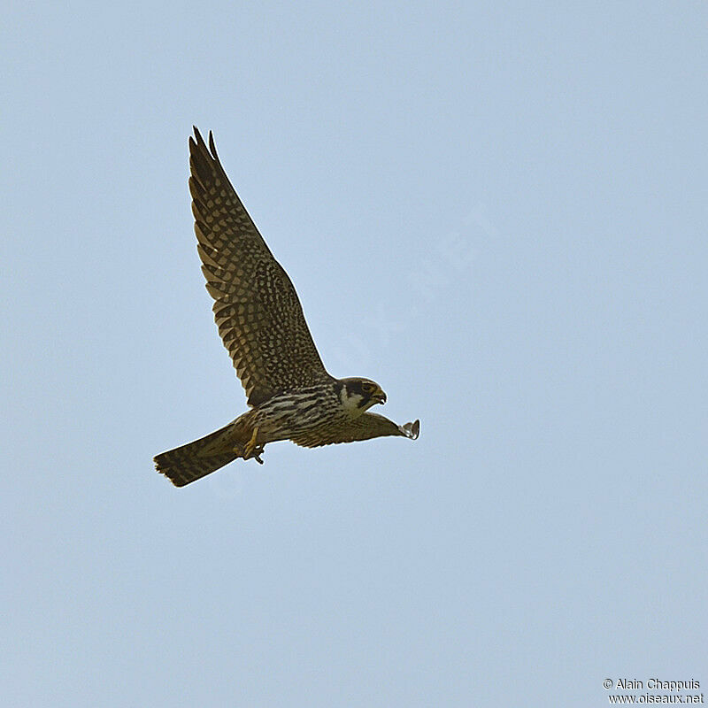 Eurasian Hobby male adult breeding, identification, Flight, feeding habits, song, Behaviour