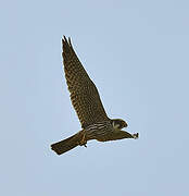 Eurasian Hobby