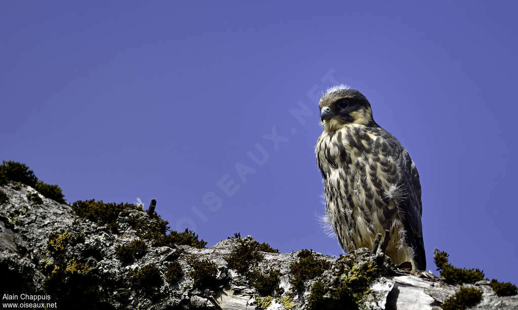 Eurasian Hobbyjuvenile, identification, Behaviour