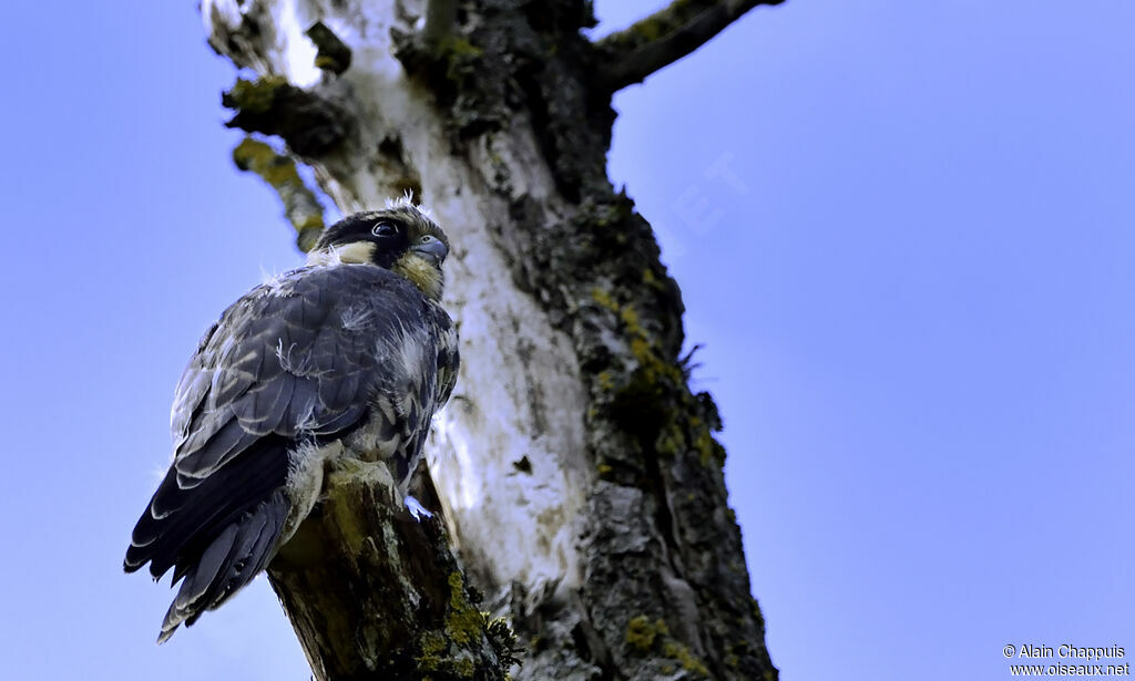 Eurasian Hobbyjuvenile, identification, Behaviour