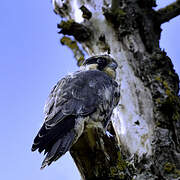 Eurasian Hobby