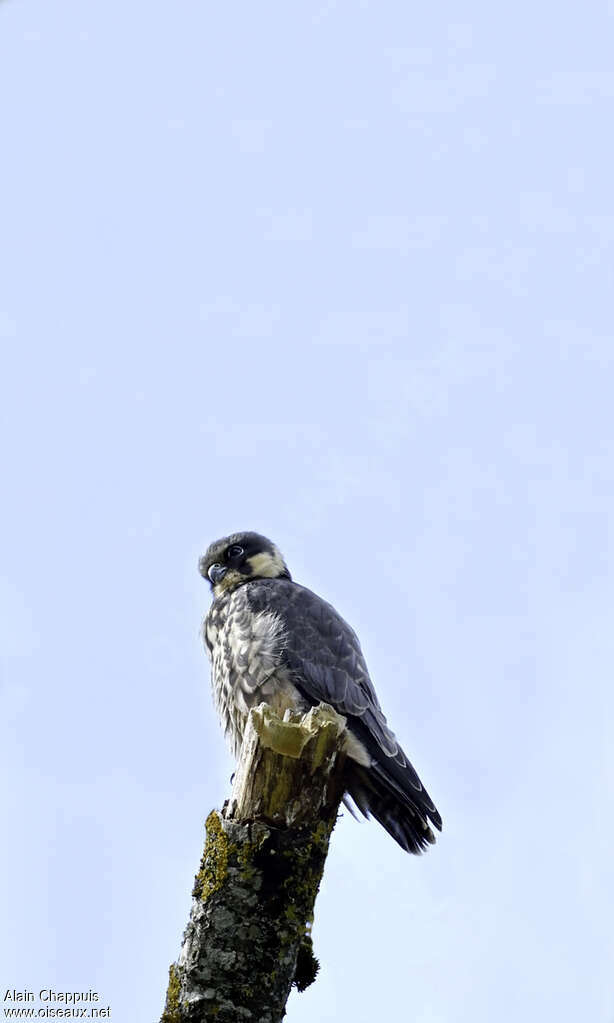 Eurasian Hobbyjuvenile, identification, Behaviour