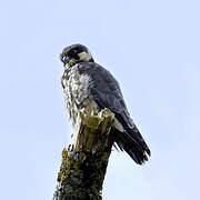 Eurasian Hobby