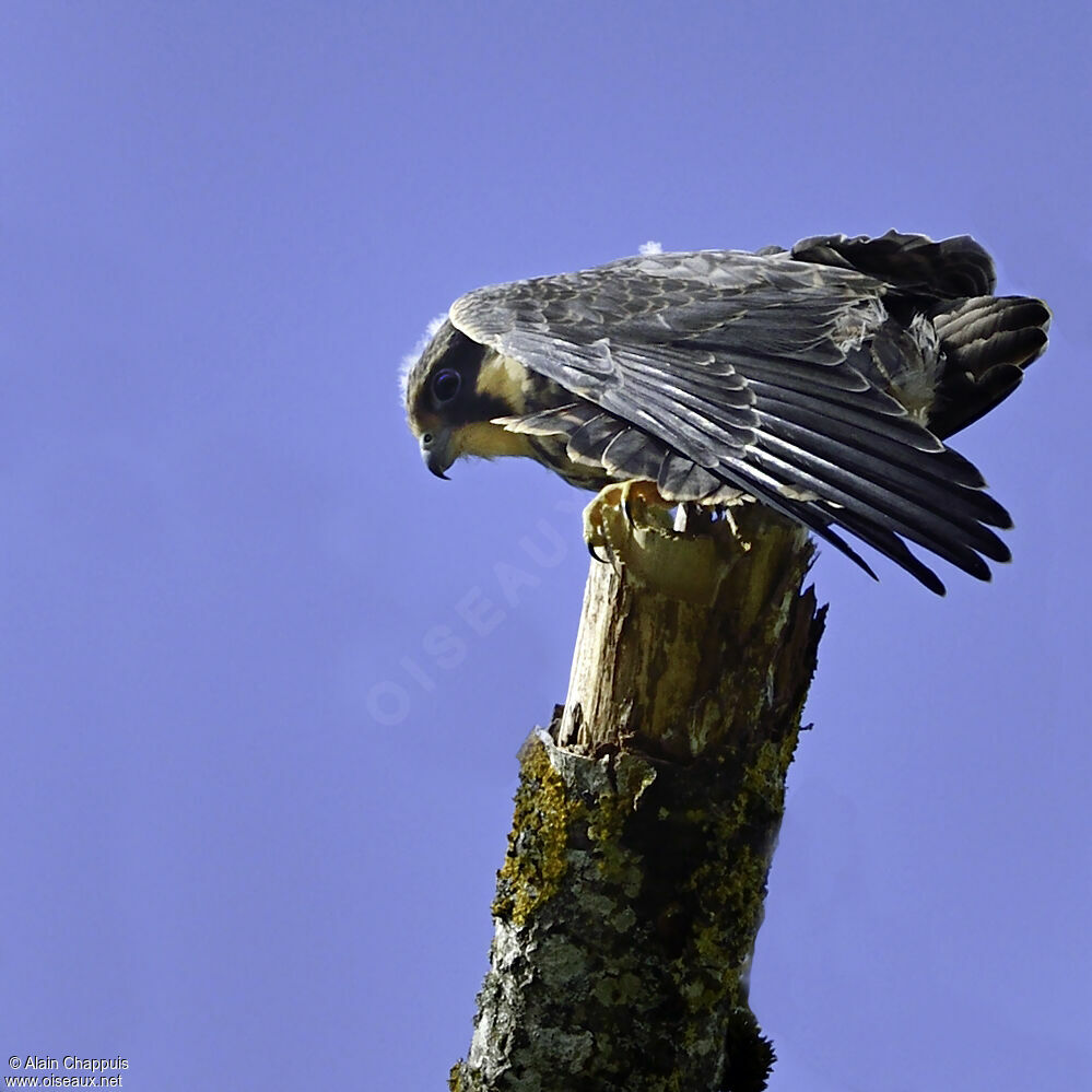 Eurasian Hobbyjuvenile, identification, Behaviour