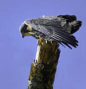 Eurasian Hobby