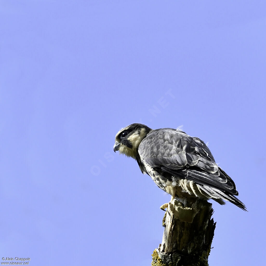 Eurasian Hobbyjuvenile, identification, Behaviour