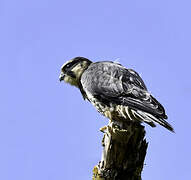 Eurasian Hobby