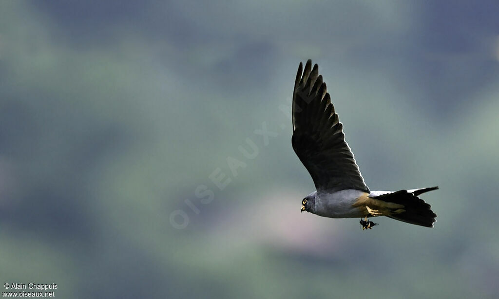 Red-footed Falcon male adult, identification, Flight, feeding habits, Behaviour