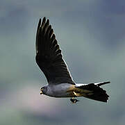 Red-footed Falcon