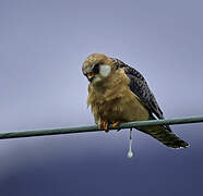 Red-footed Falcon