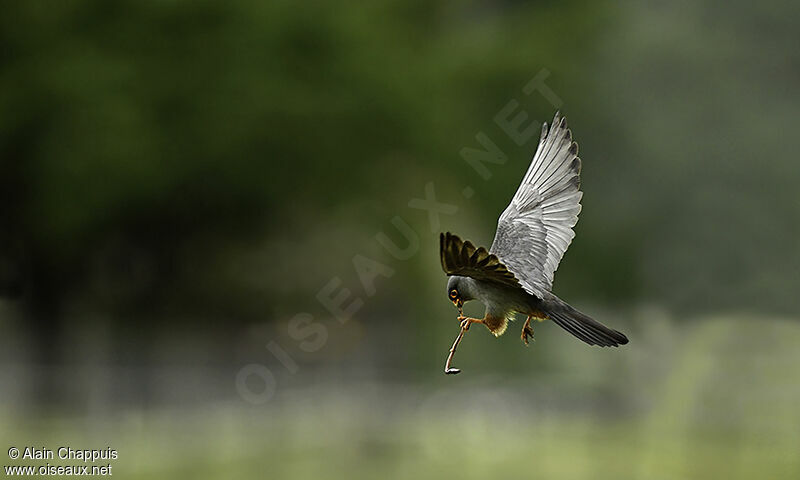 Red-footed Falcon male adult, identification, Flight, feeding habits, Behaviour
