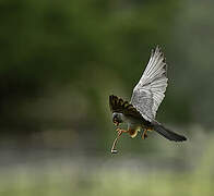 Red-footed Falcon