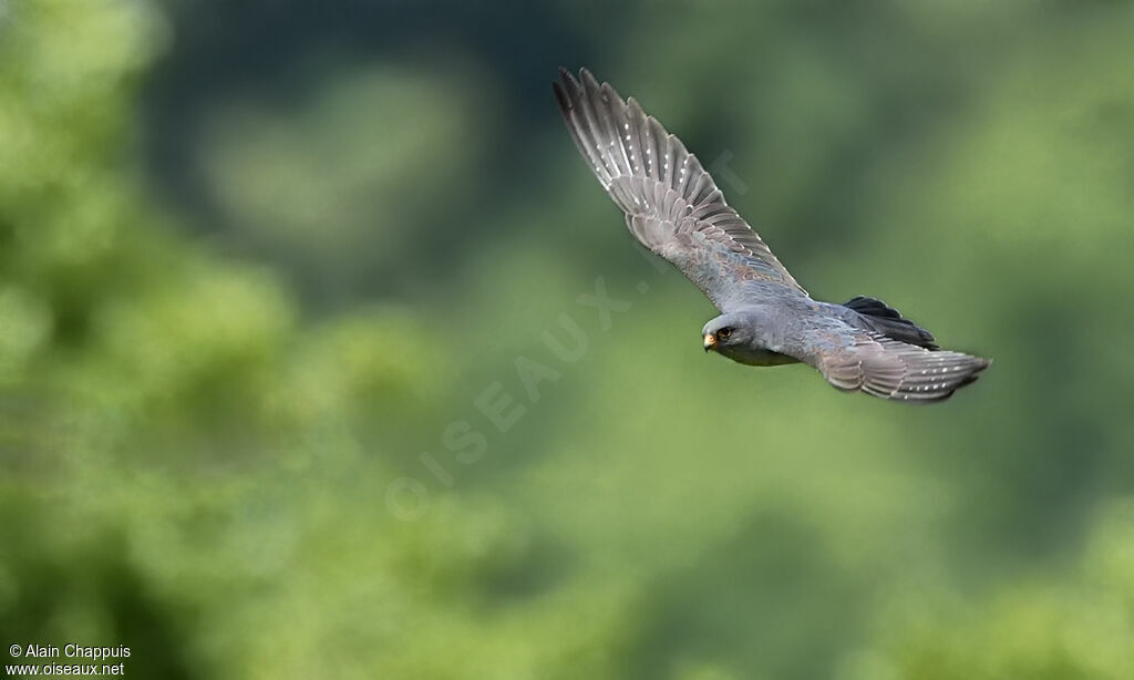 Red-footed Falcon male Second year, identification, close-up portrait, Flight