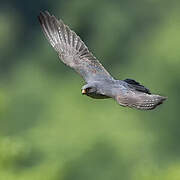 Red-footed Falcon