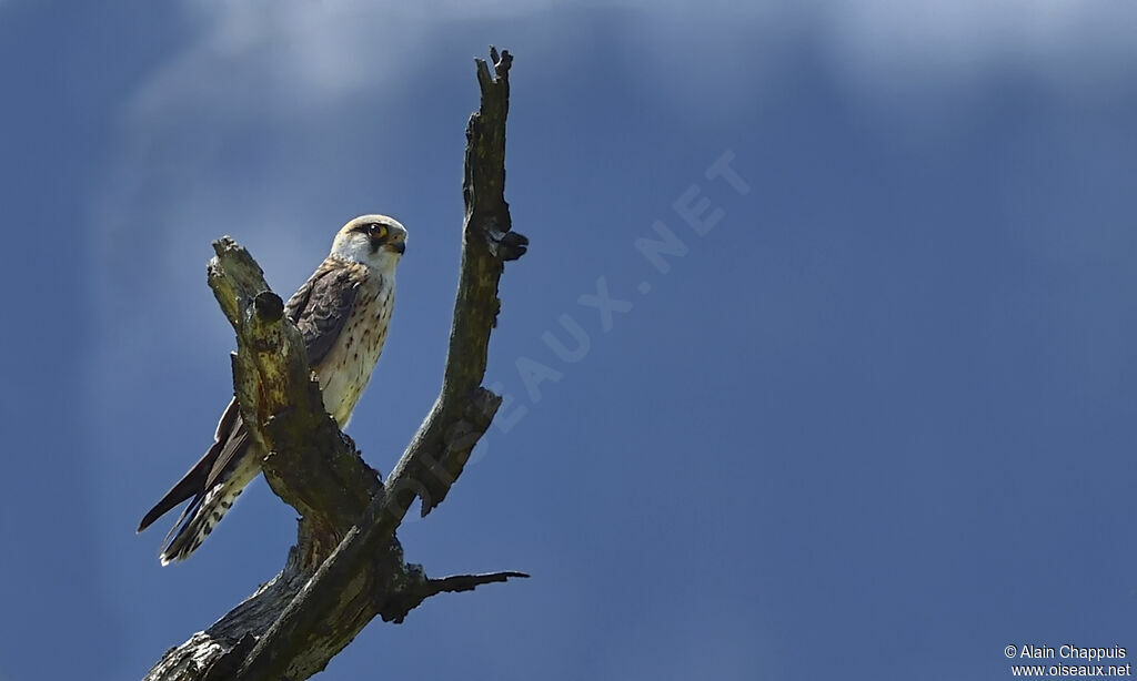 Red-footed Falcon female Second year, identification, close-up portrait