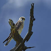 Red-footed Falcon