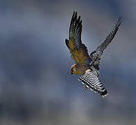 Red-footed Falcon