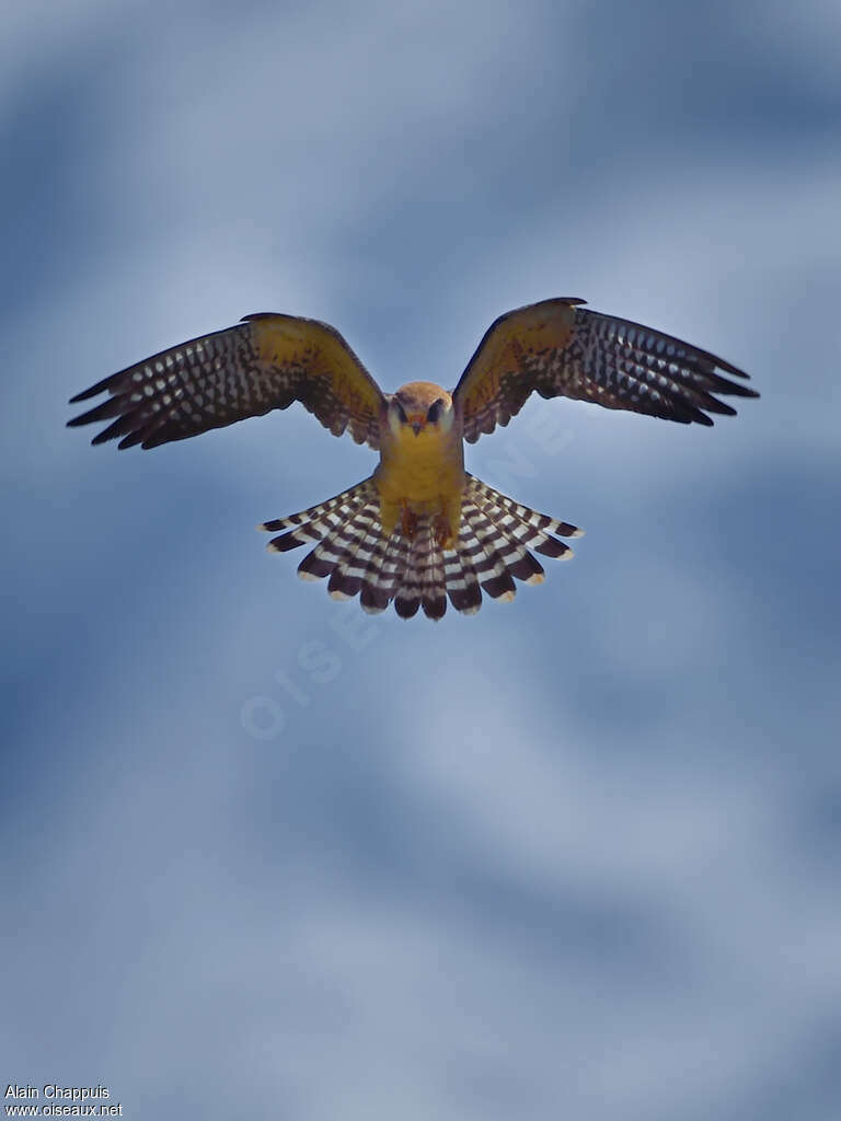 Red-footed Falcon female adult, Flight, fishing/hunting