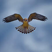 Red-footed Falcon