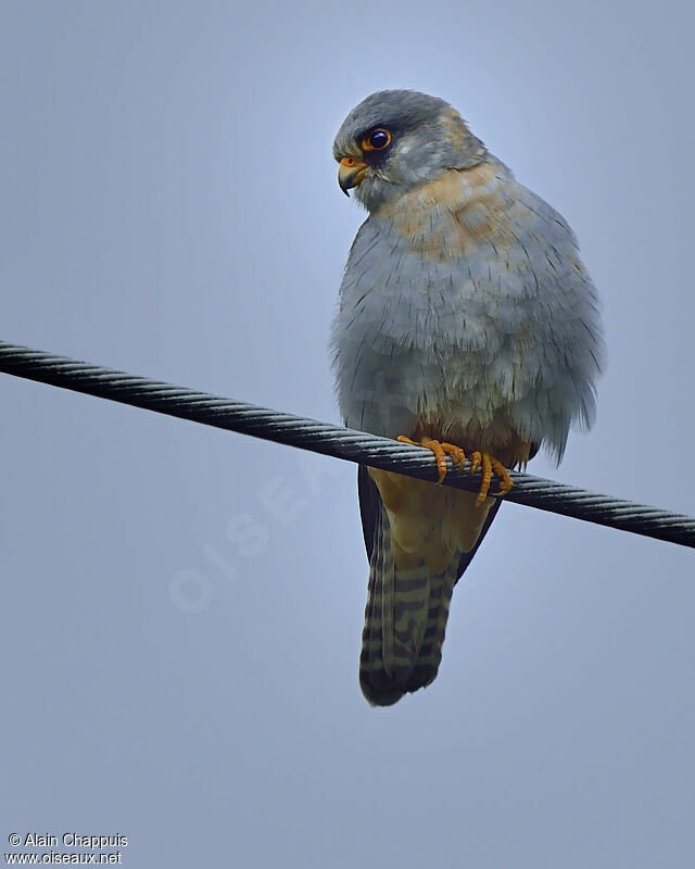 Red-footed Falcon male adult, identification, Behaviour