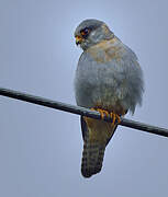 Red-footed Falcon