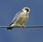 Red-footed Falcon