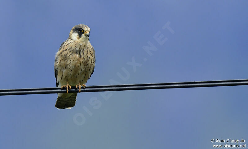 Red-footed Falcon female immature, identification, Behaviour