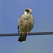 Red-footed Falcon