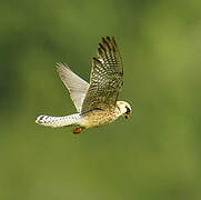 Red-footed Falcon